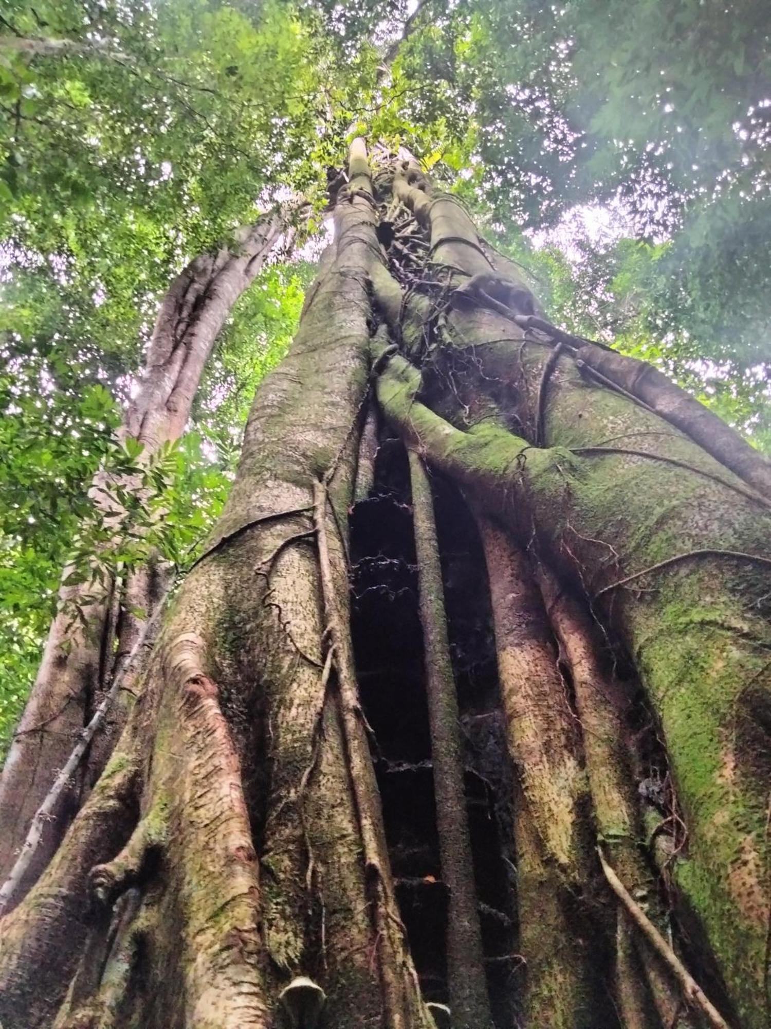 Wisma Batu Mandi Bukit Lawang Exterior foto